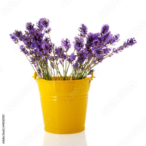 Fototapeta Naklejka Na Ścianę i Meble -  Bouquet Lavender twigs
