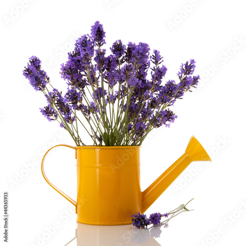 Fototapeta Naklejka Na Ścianę i Meble -  Bouquet Lavender twigs