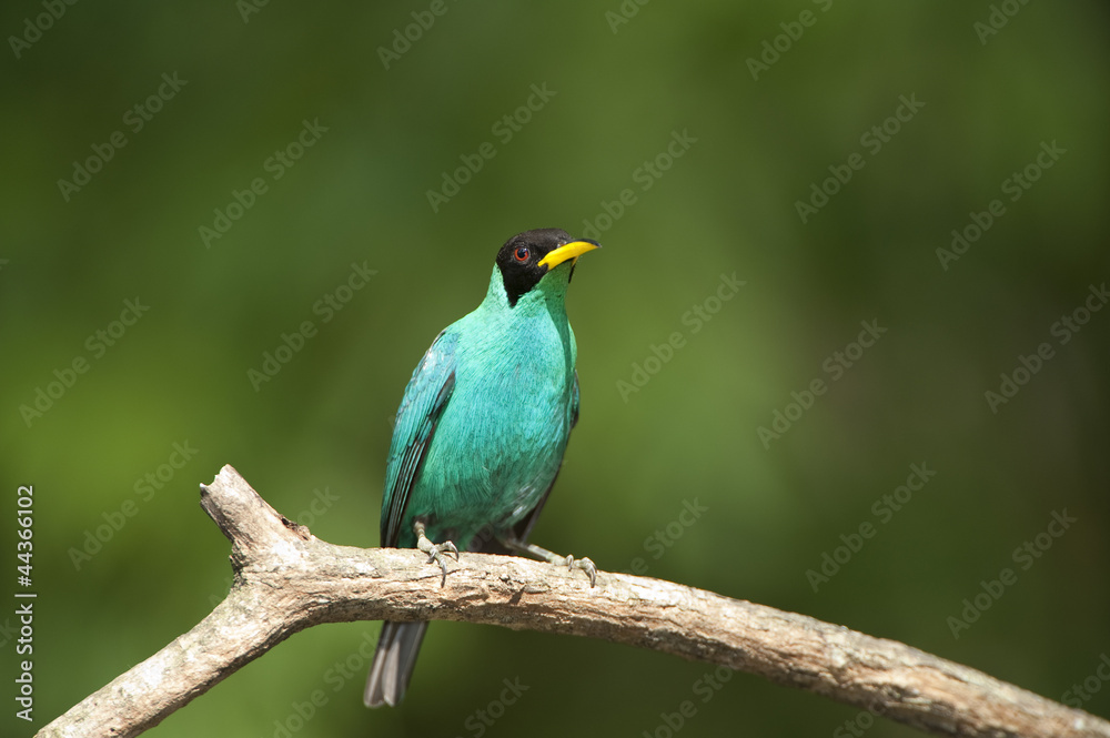 Green Honeycreeper Green Honeycreeper