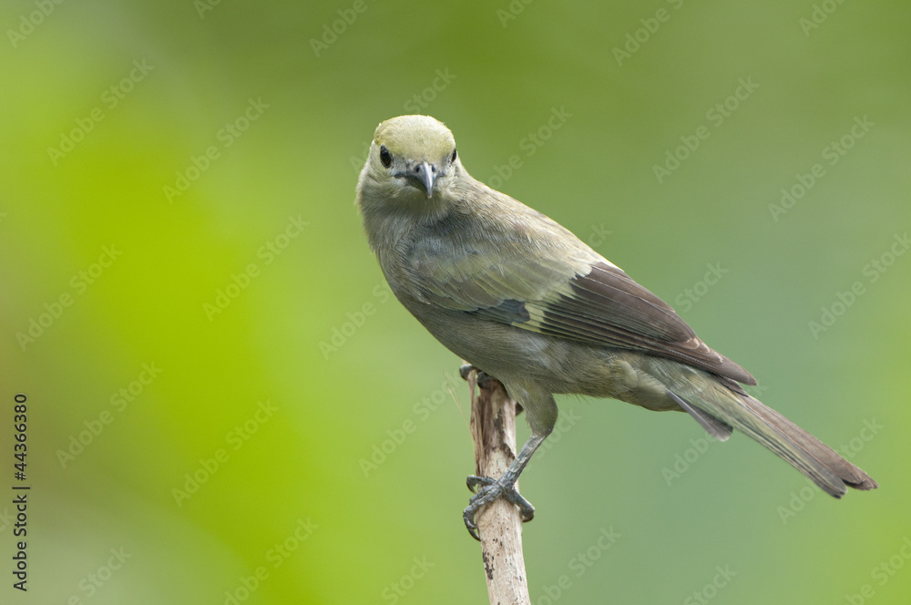 Obraz premium Palm tanager