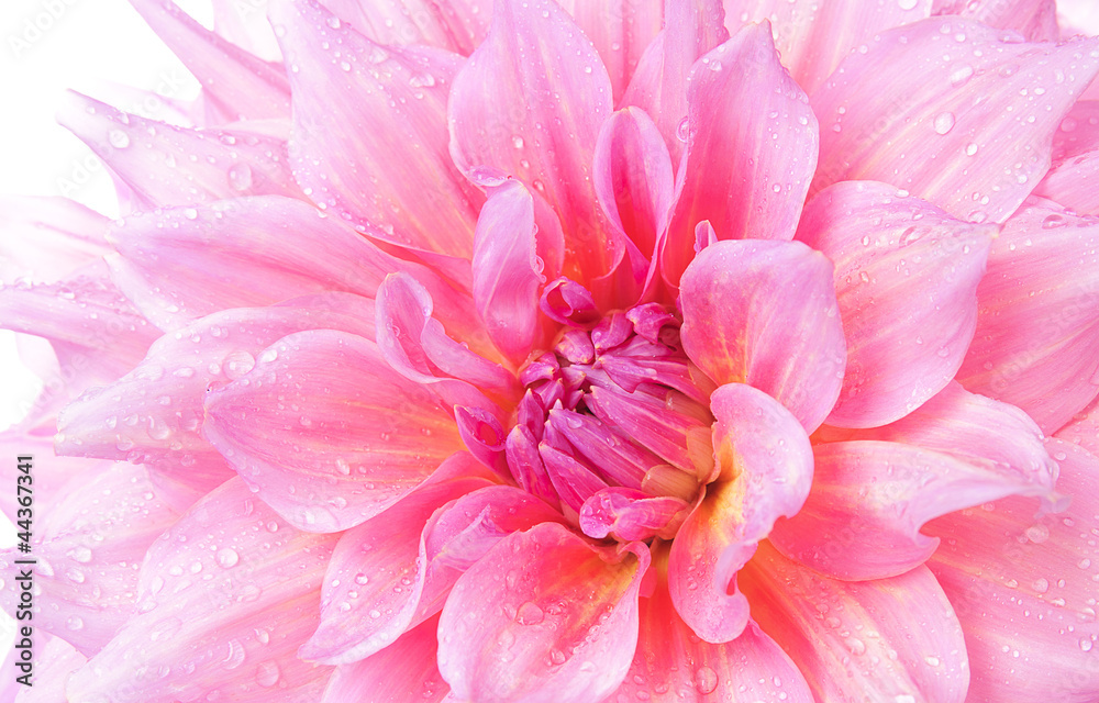 Dahlia