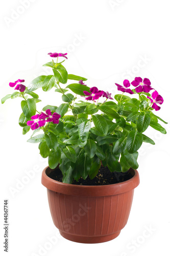 pervinca