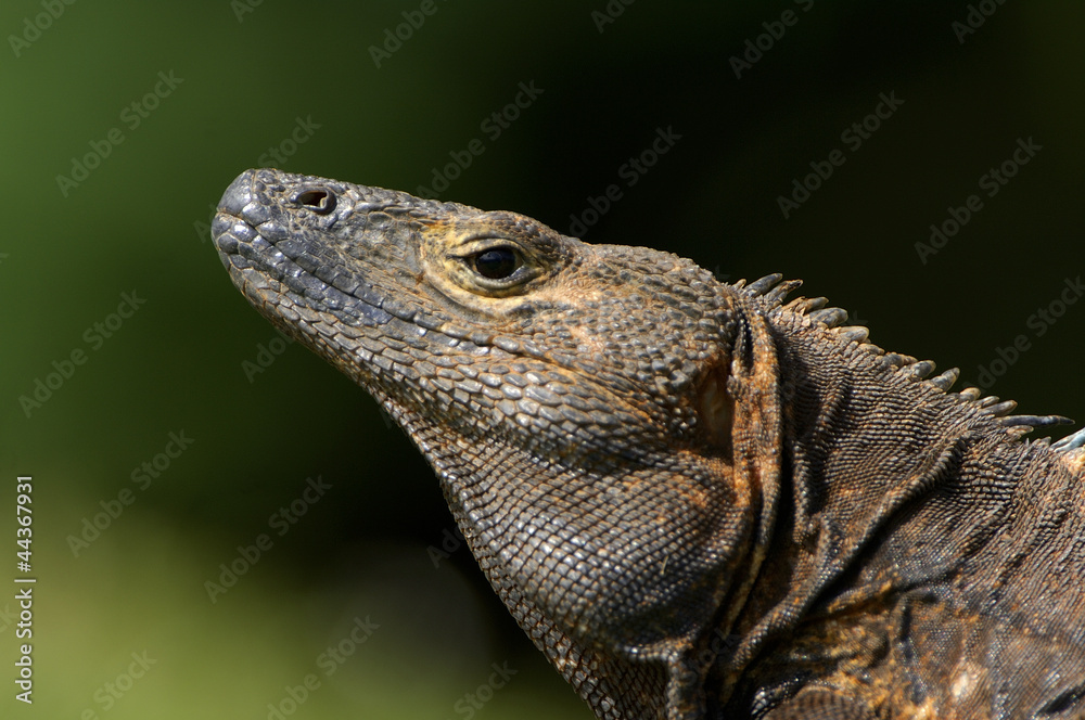 Black spiny-tailed iguana
