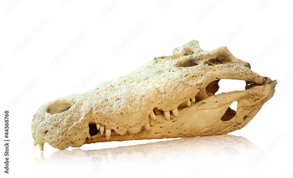 Naklejka premium Saltwater crocodile skull, clipping path