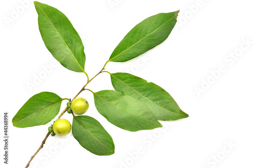 Bilde på lerret ebony fruit