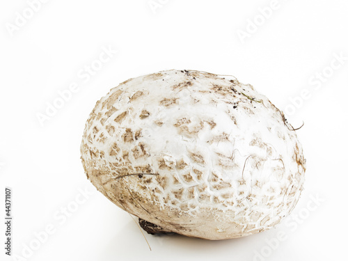 Quadro su tela Puffball