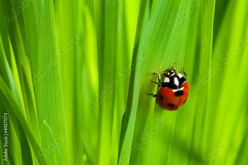 cute ladybug on the grass