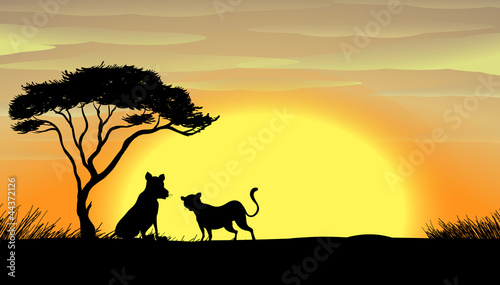 Sunset in africa
