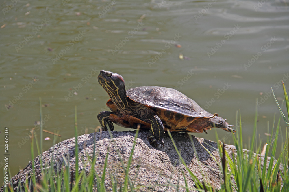Fototapeta premium Schildkröte