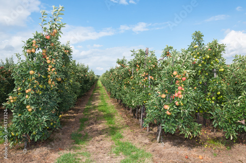 Path between the low apple espaliers in a modern Dutch orchard