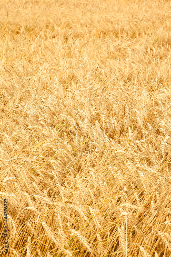 Close up of ripe wheat ears Close up of ripe wheat ears
