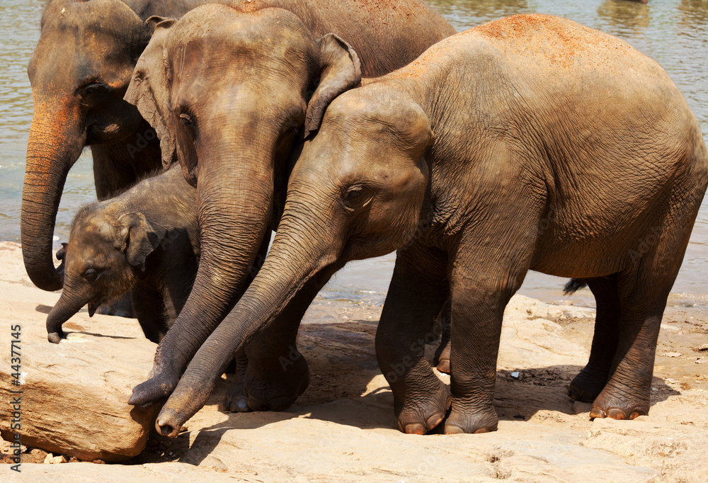 Fototapeta premium Elephant on Sri Lanka