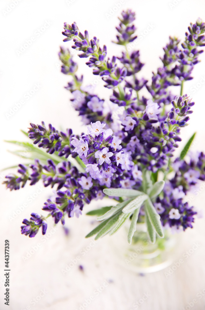 Obraz premium Lavendel