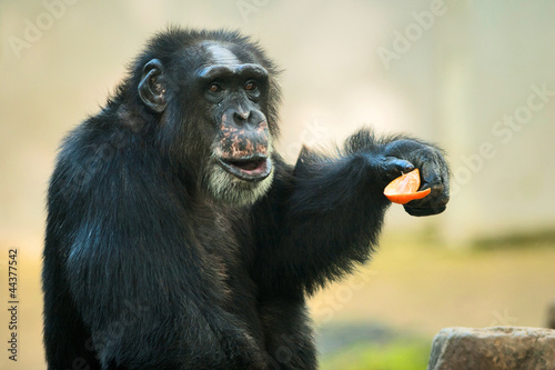 Chimpanzee feeds 