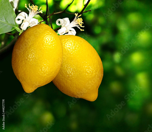 two lemon on a branch