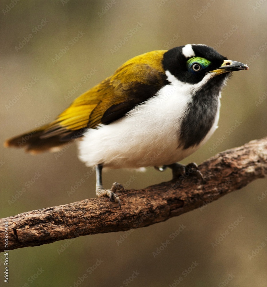 Naklejka premium blue-faced honeyeater bird