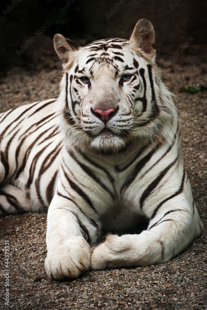 Obraz premium white tiger