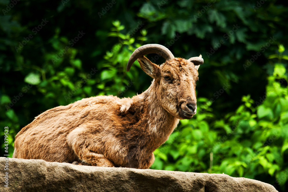 goat goat