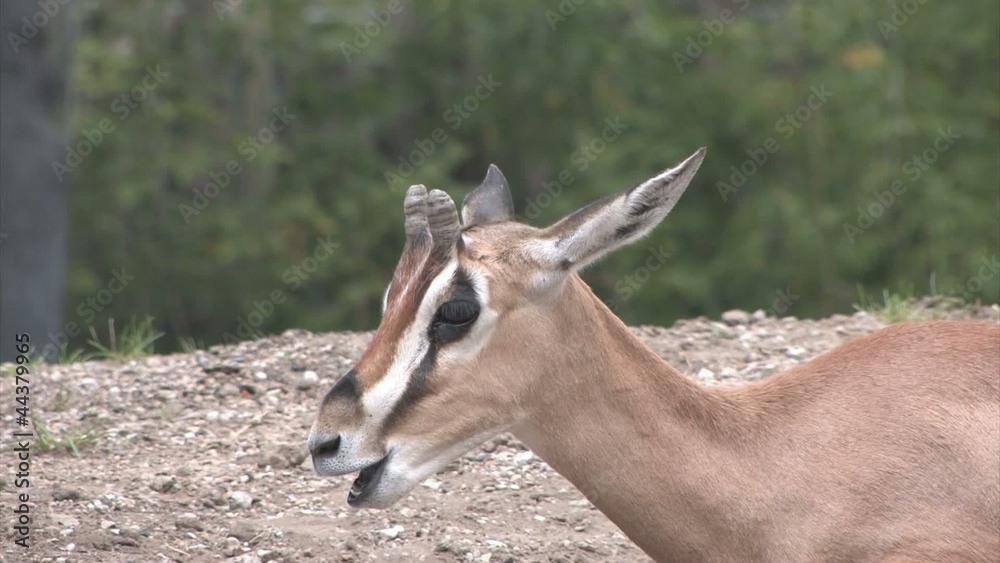 Grant's Gazelle