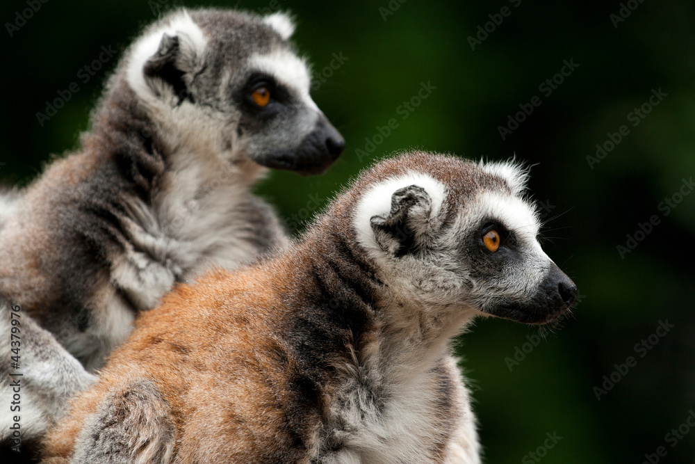 Obraz premium lemur catta