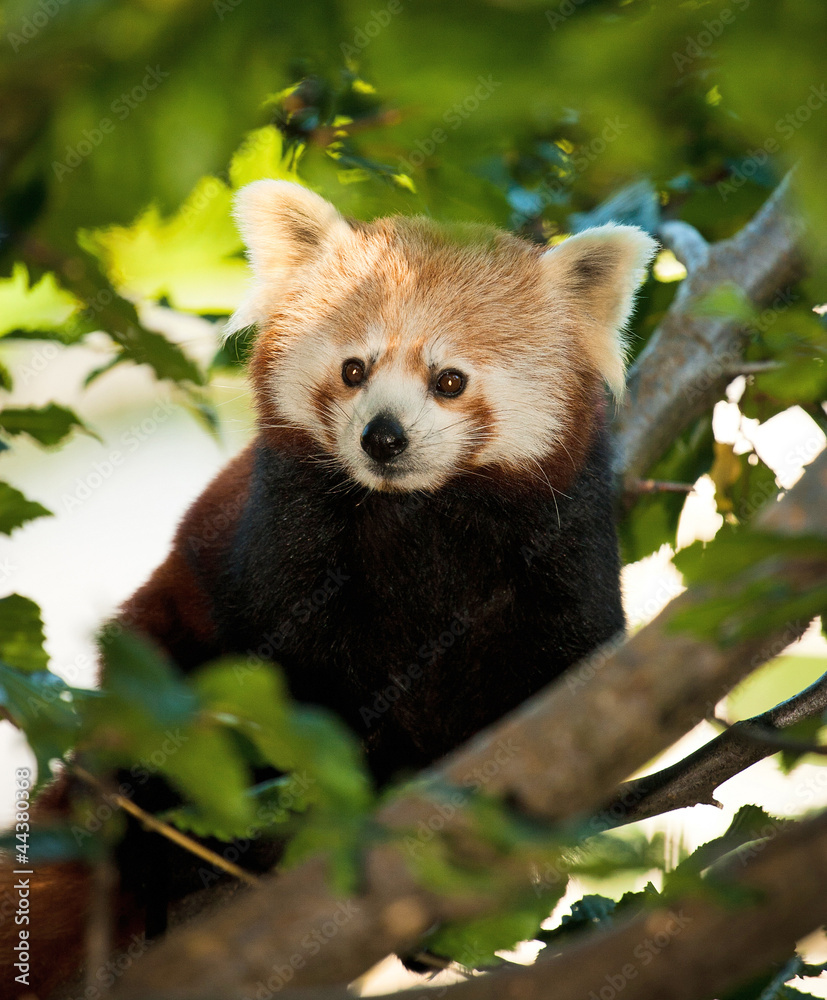 Fototapeta premium panda red