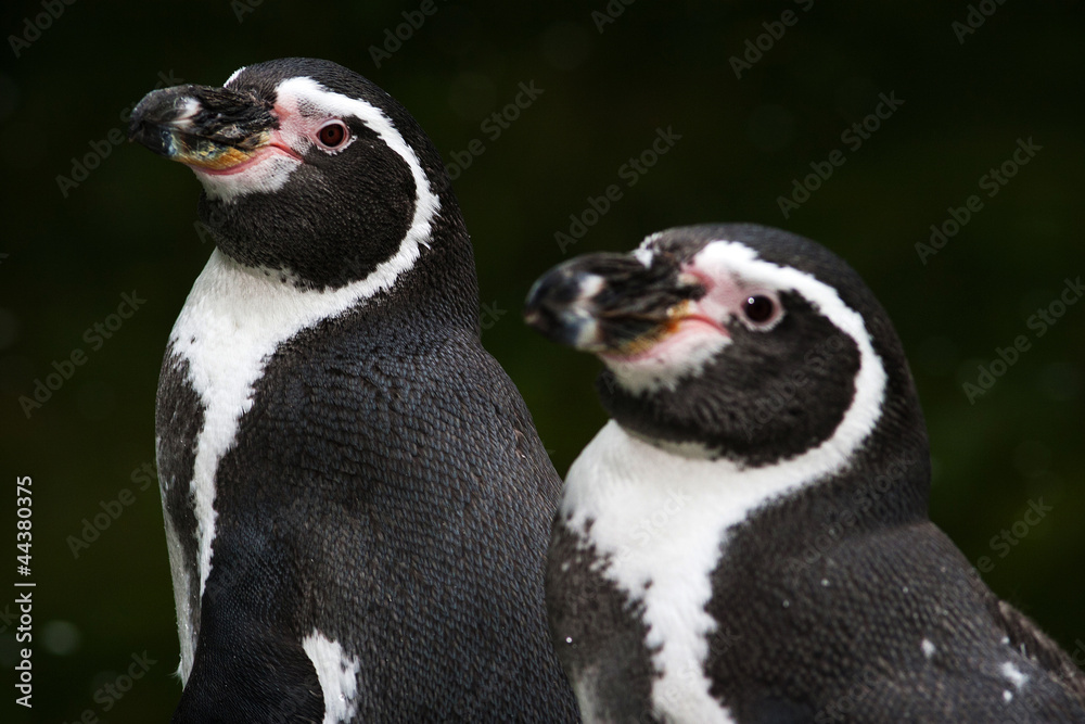 Obraz premium penguin portrait