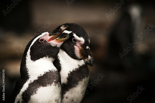 penguin portrait © jurra8