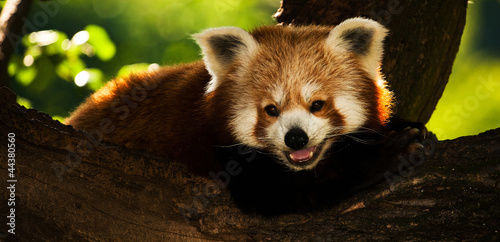 Fototapeta Naklejka Na Ścianę i Meble -  panda red