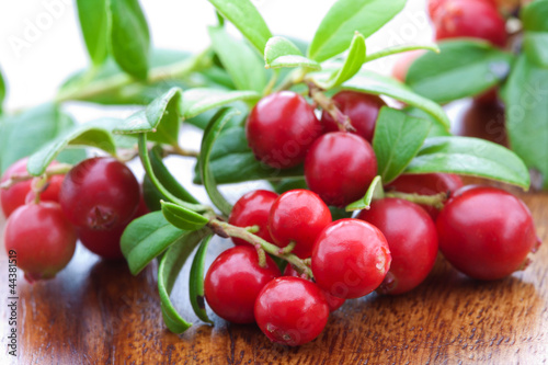 fresh cowberry