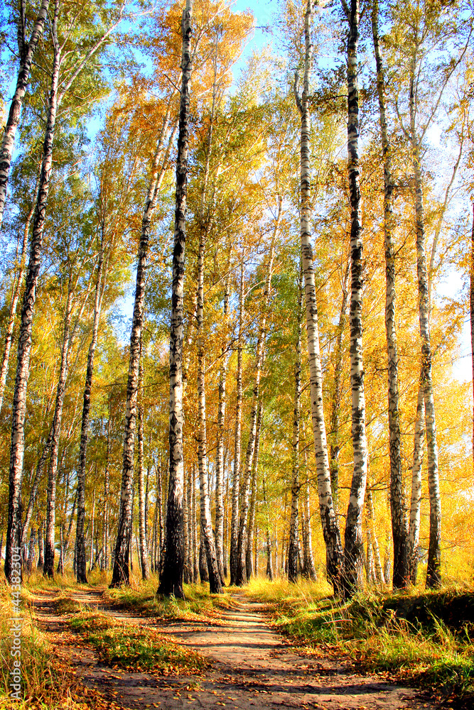 autumn landscape