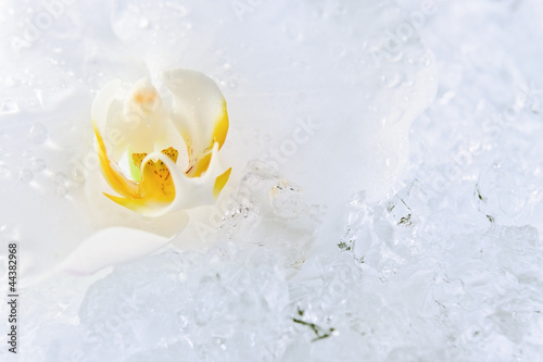 white orchid on a ice