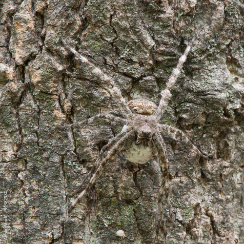 Spider protecting her egg cocoon