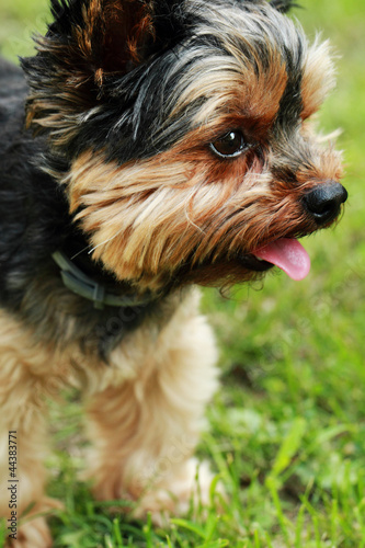 Yorkshire terrier