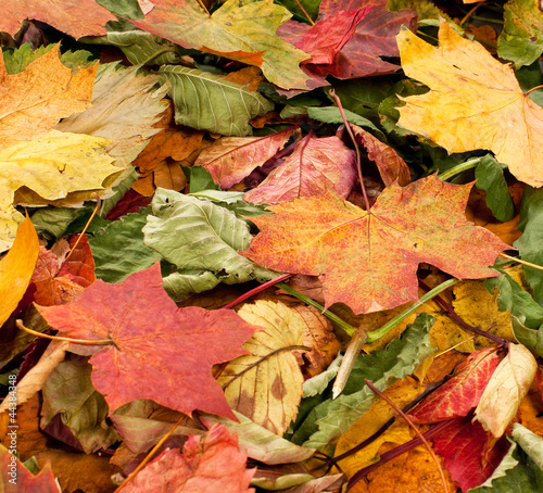 Beautiful background of colorful fallen autimn leaves