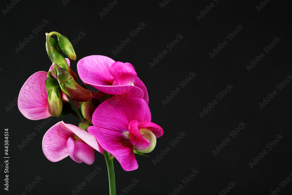 Fototapeta premium Blütenstudie 4