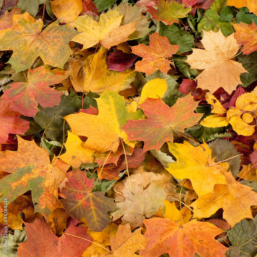 Beautiful background of colorful fallen autimn leaves Beautiful background of colorful fallen autimn leaves