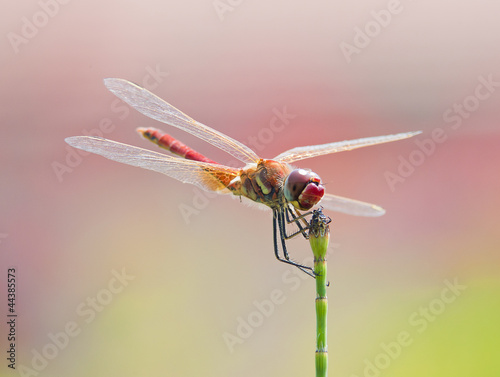 libellula rossa