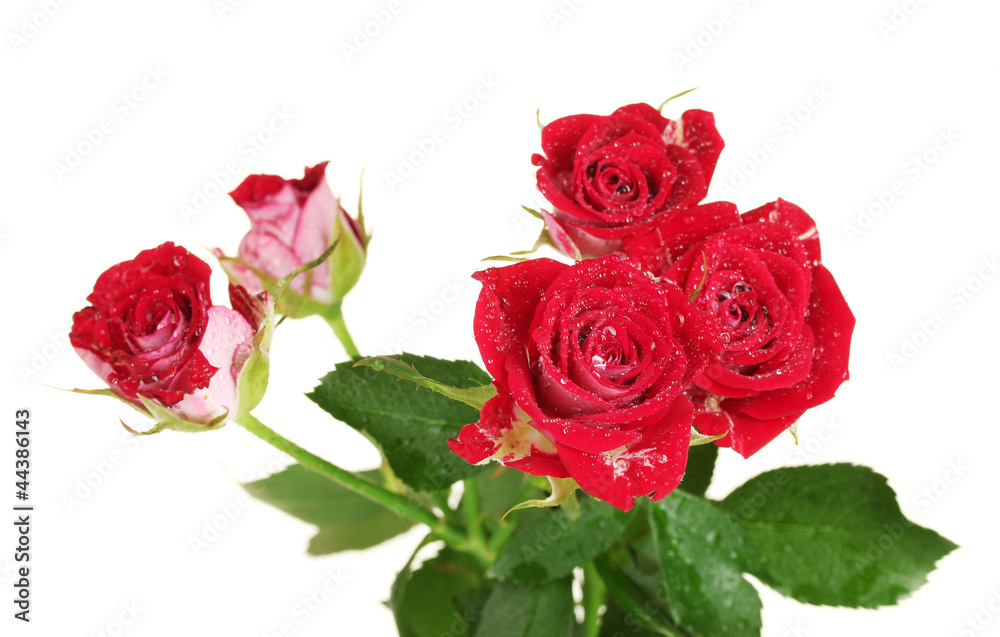 Beautiful vinous roses on white background close-up Beautiful vinous roses on white background close-up