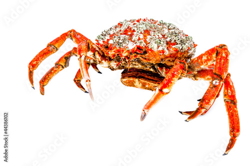 Spider Crab
