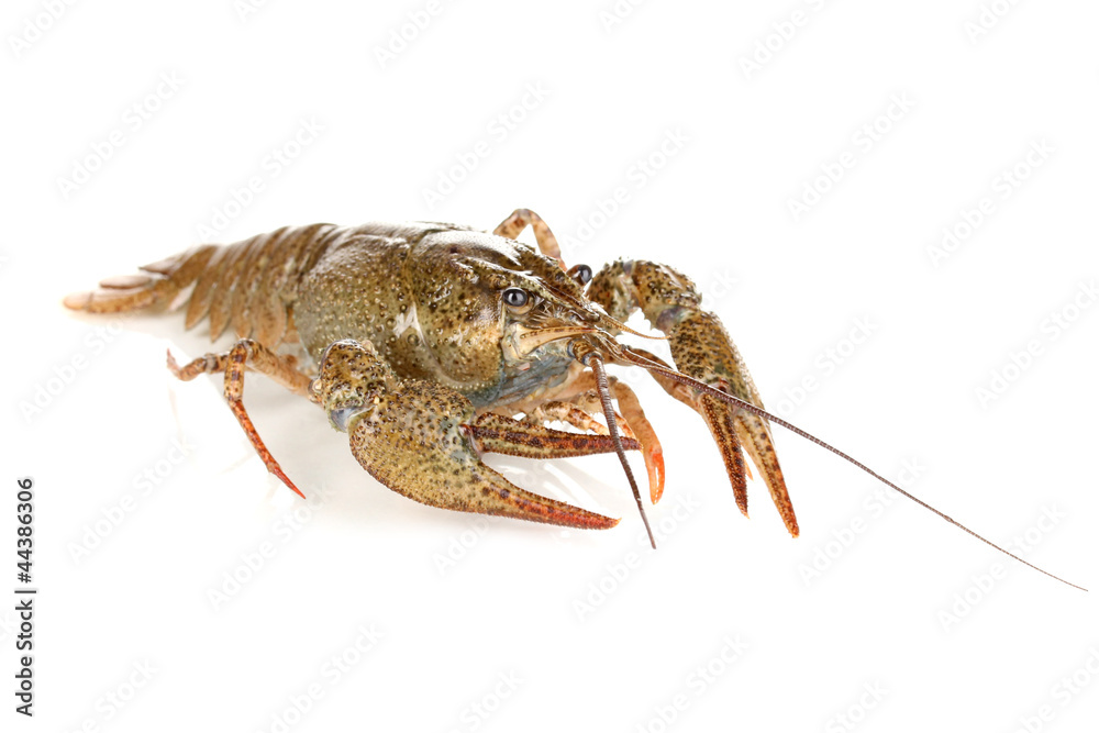 green crawfish isolated on white close-up green crawfish isolated on white close-up