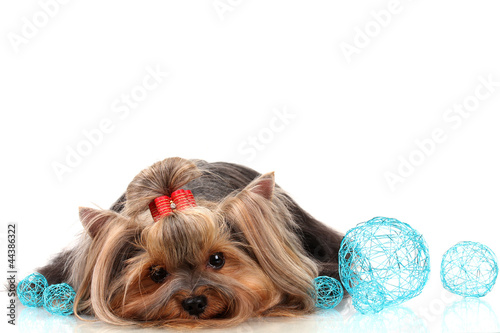 Beautiful yorkshire terrier with blue decorative balls isolated