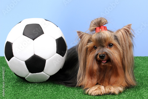 Beautiful yorkshire terrier with football