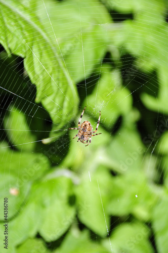 Spinne im Netz