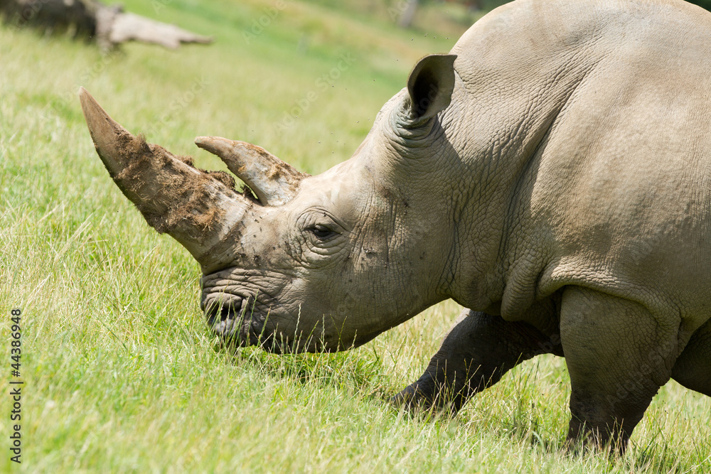 Naklejka premium Close up profile of a rhino