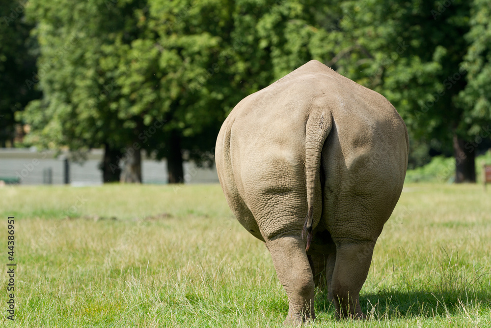 Fototapeta premium Close up backside view of a rhino