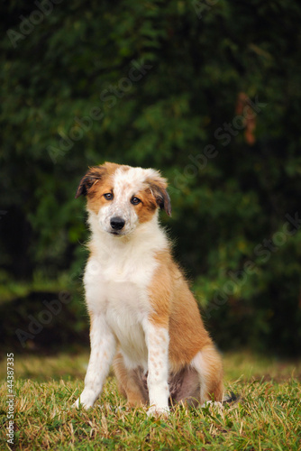 border collie cute puppy