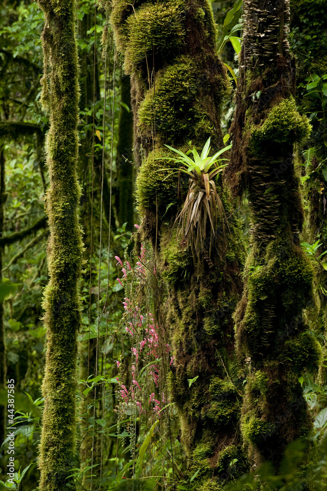 Cloud forest Cloud forest
