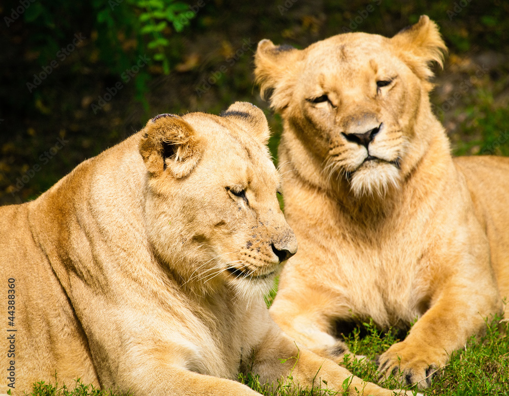 Close-up of Lionesses Close-up of Lionesses