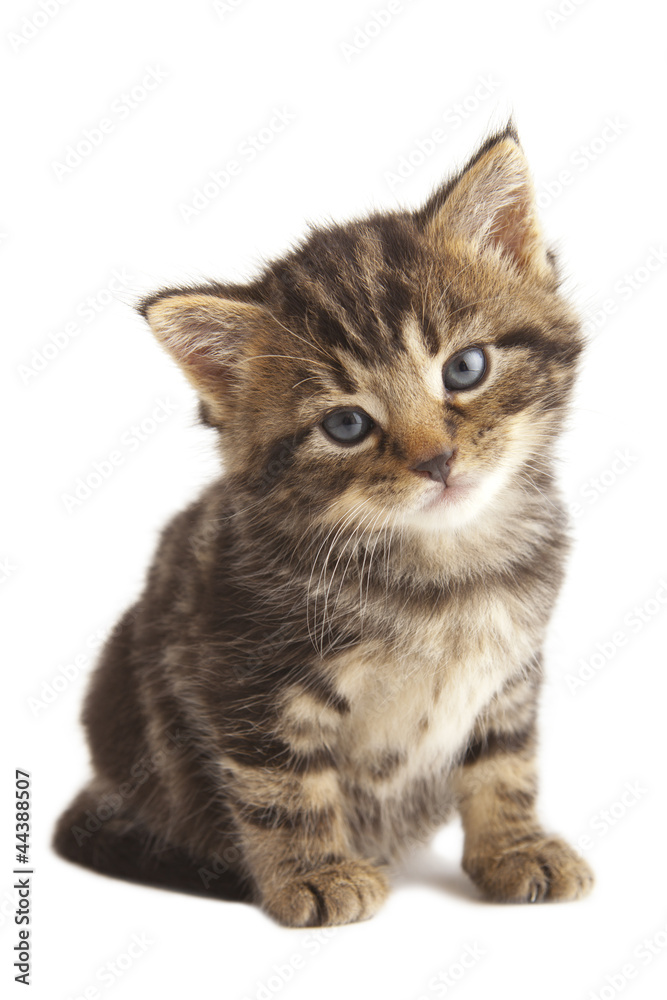 Cute kitten with shadow under paw on white background.