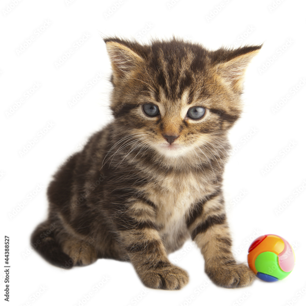 Kitten on white background playing with a ball.
